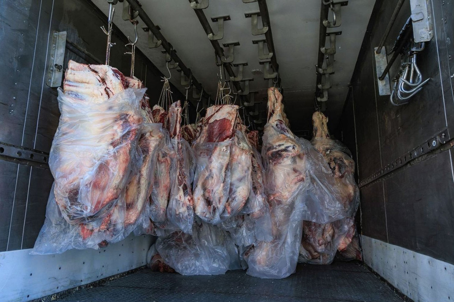 Daily supply of fresh, high-quality beef sourced from trusted farms.